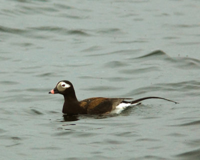 Long Tailed Duck 03014 copy.jpg