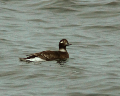 Long Tailed Duck 03024 copy.jpg
