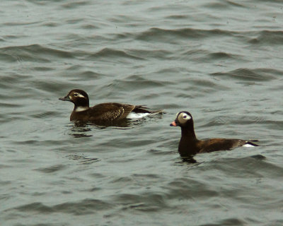 Long Tailed Duck 03028 copy.jpg