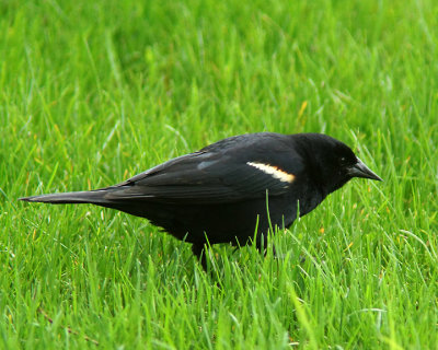Red Winged Blackbird 03043 copy.jpg