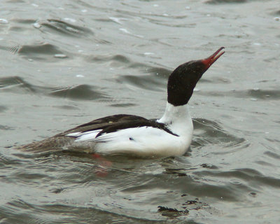 Common Merganzer 03105 copy.jpg