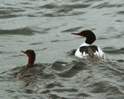Common Merganzer 03118 copy.jpg