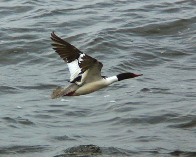 Common Merganzer 03132 copy.jpg
