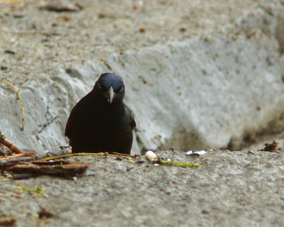 Gackle 03087 copy.jpg