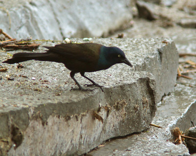 Gackle 03091 copy.jpg