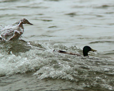 Mallards 03084 copy.jpg