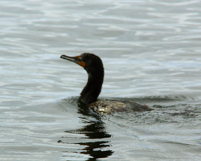 Cormorant 03188 copy.jpg