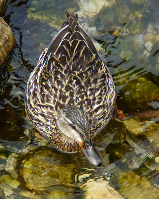 Mallards 03180 copy.jpg