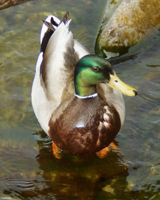 Mallards 03183 copy.jpg