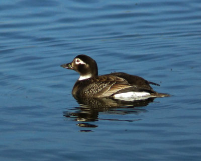 Long Tailed Duck 03261 copy.jpg