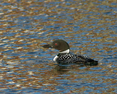 Loon 03222 copy.jpg