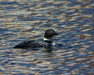 Loon 03226 copy.jpg