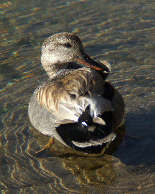 Mallards 03216 copy.jpg