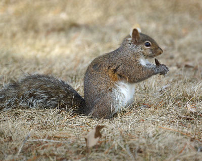 Grey Squirrel 01803 copy.jpg