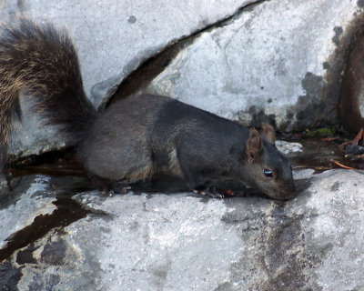 Grey Squirrel 02018 copy.jpg