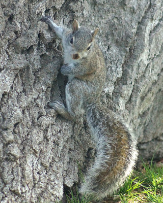 Grey Squirrel 02063 copy.jpg