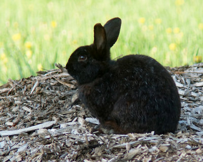 Domestic Rabbit 03205 copy.jpg