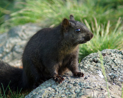 Grey Squirrel 03267 copy.jpg