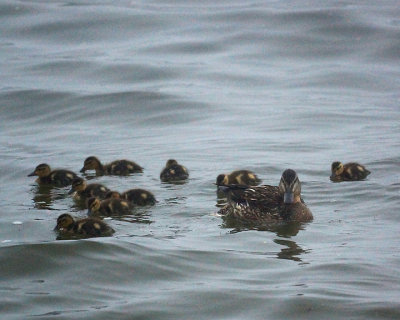 Mallards 03725 copy.jpg