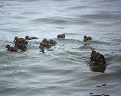 Mallards 03726 copy.jpg