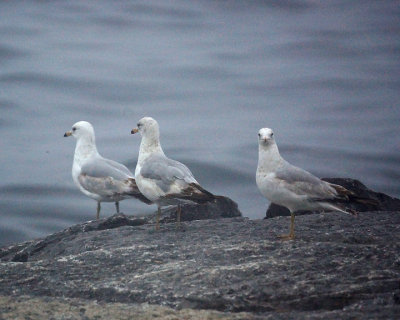 Ring-billed Gull 03730 copy.jpg
