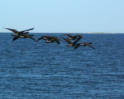 Canada Geese 04048 copy.jpg