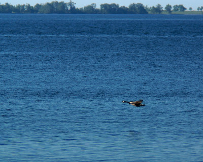 Canada Goose 03953 copy.jpg