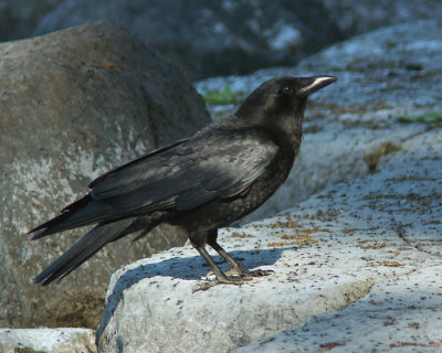 Crow 03977 copy.jpg