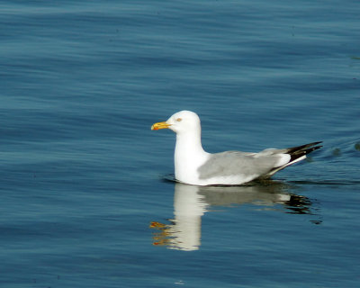 Herring Gull 03949 copy.jpg
