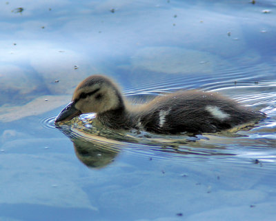Mallards 03984 copy.jpg