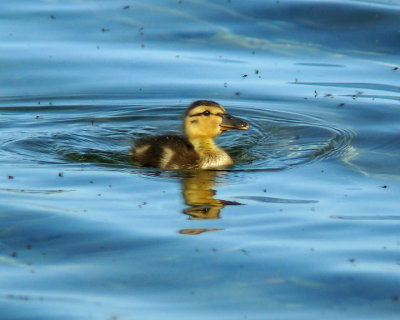 Mallards 03992 copy.jpg