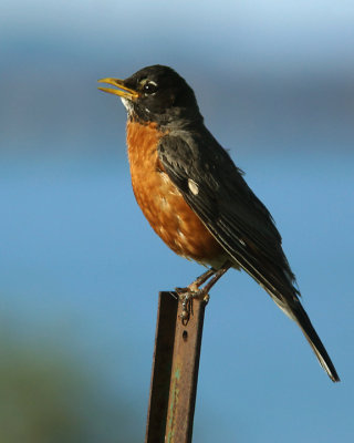 Robin 03900 copy.jpg