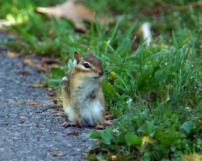 Chipmunk 03996 copy.jpg