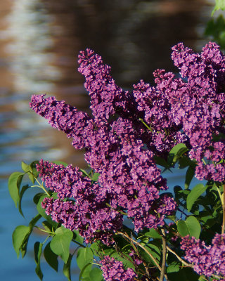 Lilacs 03887 copy.jpg
