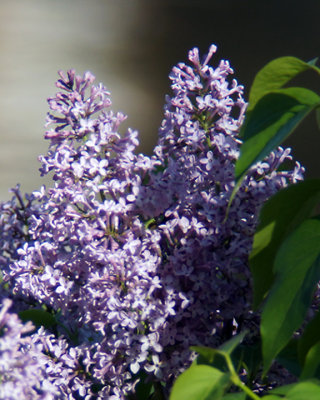 Lilacs 03889 copy.jpg