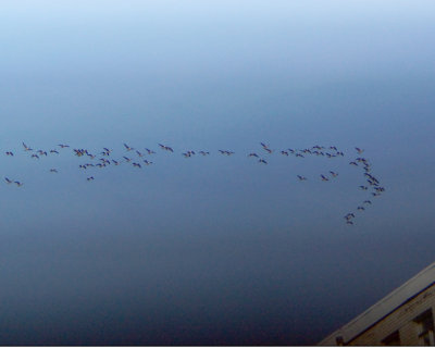Canada Geese 04096 copy.jpg
