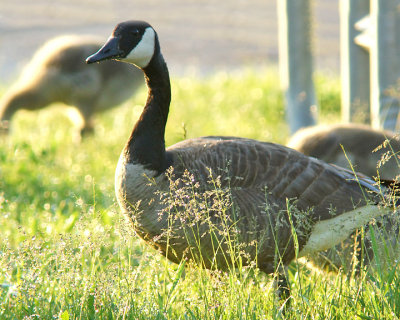 Canada Geese 04173 copy.jpg
