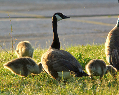 Canada Geese 04179 copy.jpg