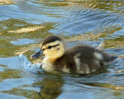 Mallards 04180 copy.jpg