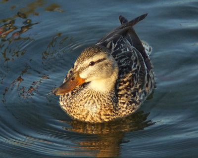 Mallards 04182 copy.jpg