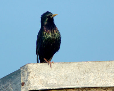 Starling 04205 copy.jpg