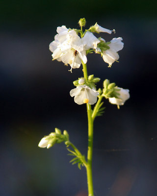 White Flowers 04167 copy.jpg