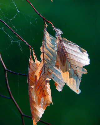 Leaf Peeping 04237 copy.jpg