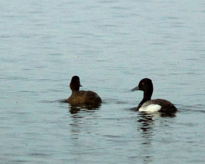 Canvasback 04291 copy.jpg