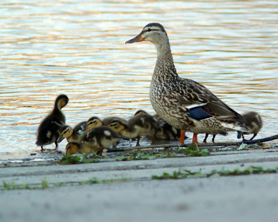 Mallards 04263 copy.jpg