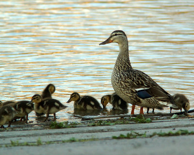 Mallards 04265 copy.jpg