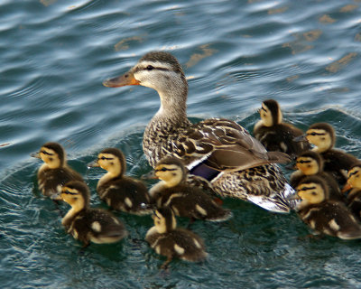 Mallards 04269 copy.jpg