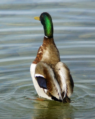 Mallards 04313 copy.jpg