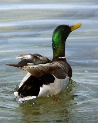 Mallards 04314 copy.jpg