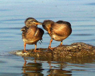 Mallards 04318 copy.jpg